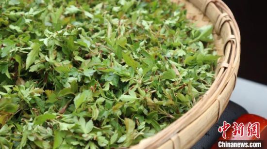 圖為班瑪藏雪茶?！O睿 攝