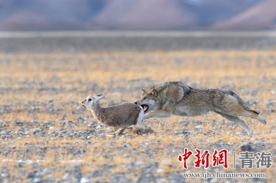 圖為獲獎作品。同海元供圖