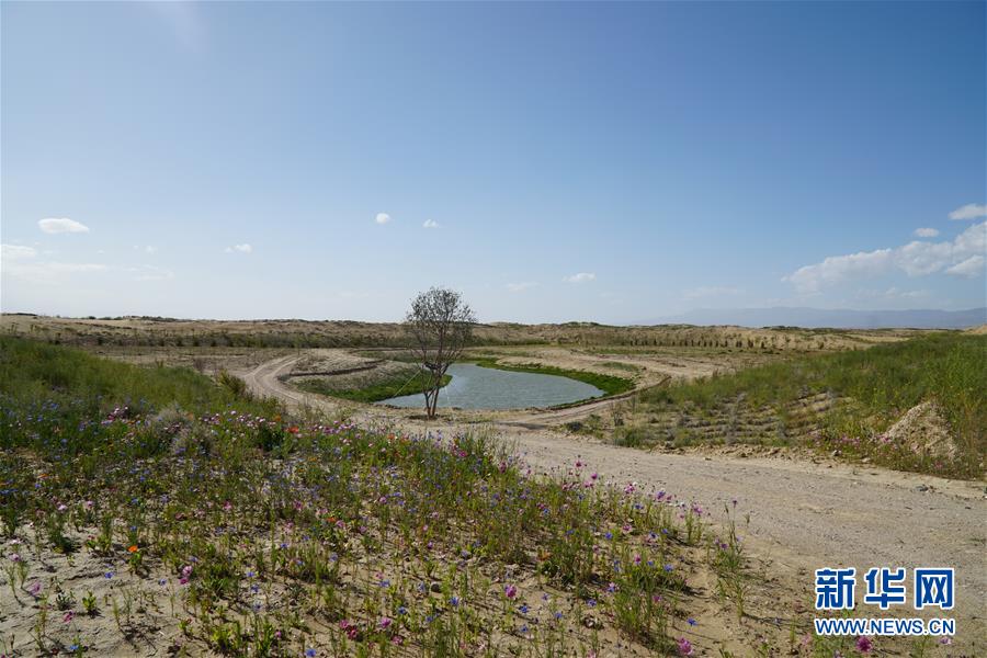 （決戰(zhàn)決勝脫貧攻堅(jiān)·圖文互動）（4）高原鄉(xiāng)鎮(zhèn)沙珠玉 治沙斗貧成“綠海”——青海省共和縣沙珠玉鄉(xiāng)采訪見聞