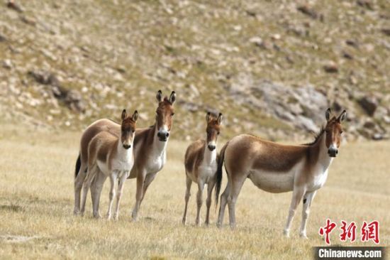 圖為三江源國家公園資料圖。三江源國家公園管理局供圖 　　
