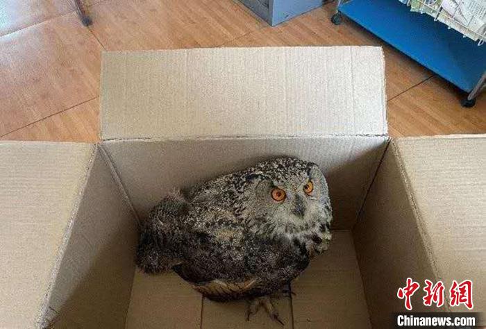 圖為青海省西寧市大通縣公安局森林警察大隊(duì)民警救助的國家二級保護(hù)野生動物——雕鸮?！∏嗪Ｊ」矎d森林警察總隊(duì)供圖 攝