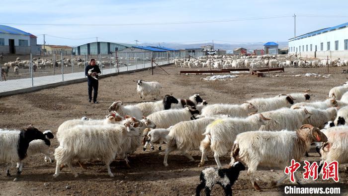 圖為馬金山查看羊羔長(zhǎng)勢(shì)。　李雋 攝