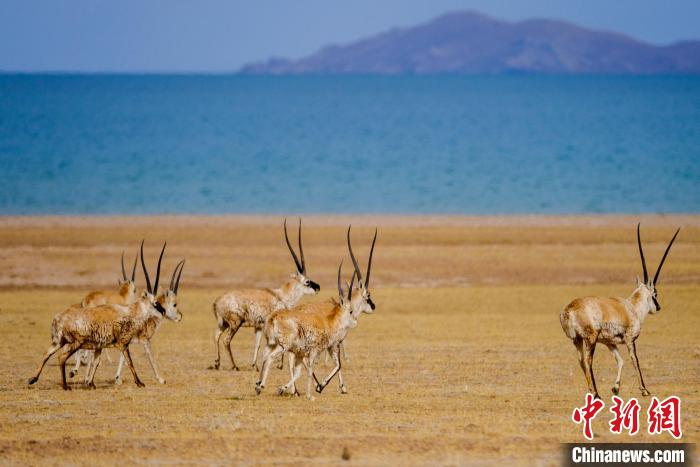 圖為西藏藏羚羊在色林錯(cuò)湖邊覓食，隨著保護(hù)措施的不斷加強(qiáng)，如今西藏藏羚羊種群數(shù)量獲得恢復(fù)性增長。　江飛波 攝