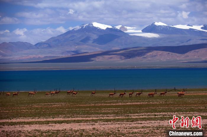 從317國(guó)道遠(yuǎn)眺達(dá)則錯(cuò)，湖岸藏羚羊與雪山美景令人矚目?！?lt;a target='_blank' ><p  align=