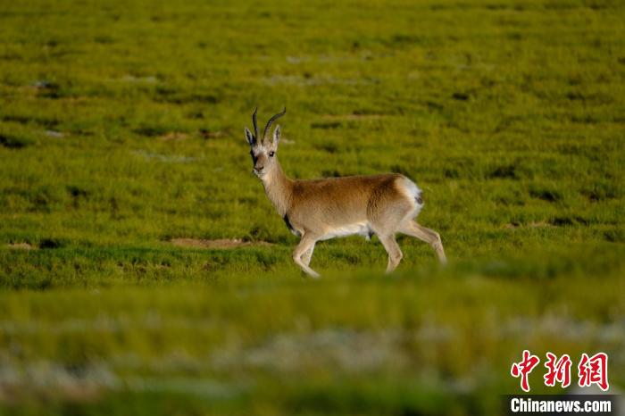 圖為西藏納木錯(cuò)湖邊的藏原羚休閑覓食。　江飛波 攝