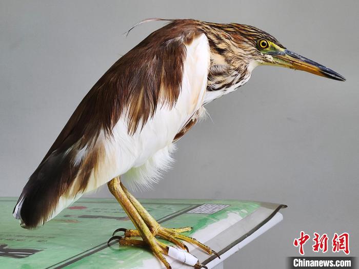 圖為被救助的國家一級重點保護動物池鷺?！×鴿商?攝