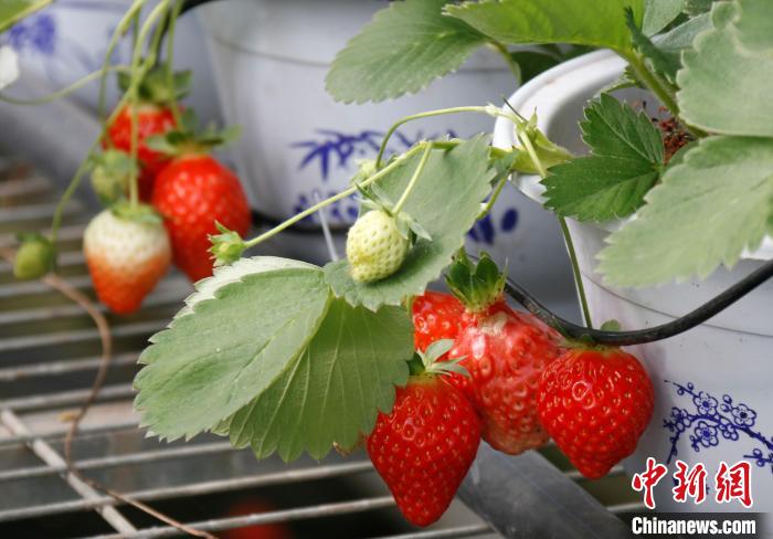 青?；ブ捍蛟烊珖畲蟾咴葺N苗繁育中心