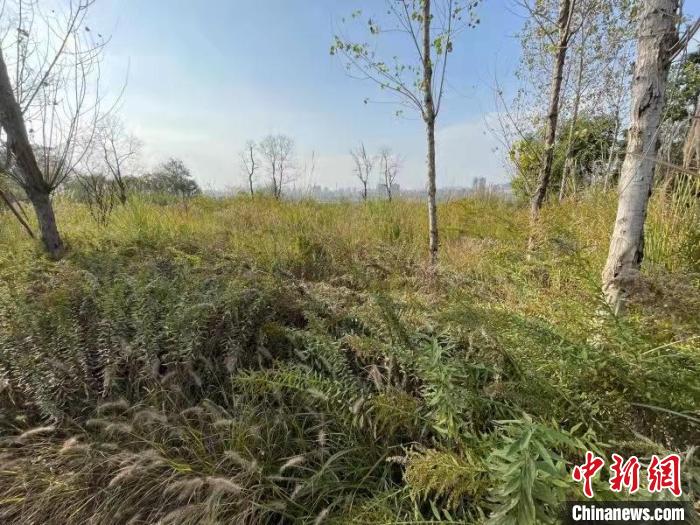 發(fā)現(xiàn)的加拿大一枝黃花?！畈?攝