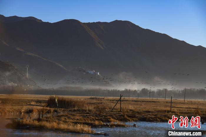 圖為拉薩市林周縣境內(nèi)飛翔的候鳥?！∝暩聛硭?攝