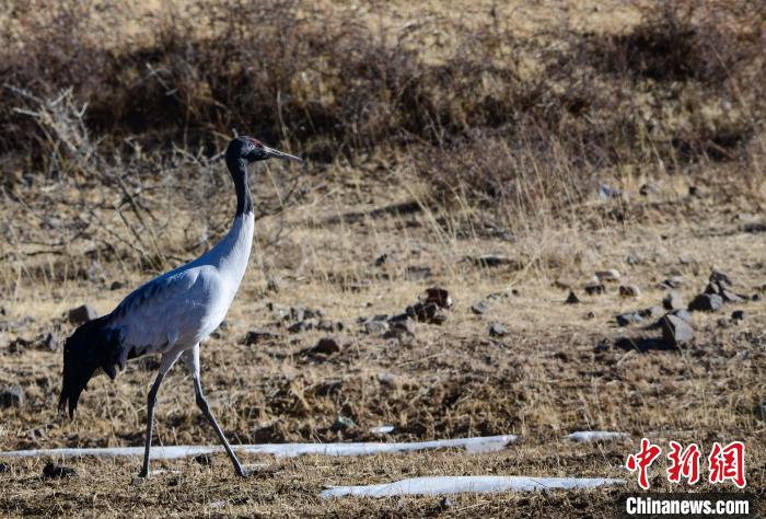圖為一只黑頸鶴在拉薩市林周縣境內(nèi)田間覓食?！∝暩聛硭?攝
