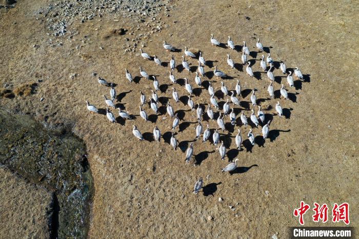 圖為拉薩市林周縣境內(nèi)越冬的候鳥。　貢嘎來松 攝