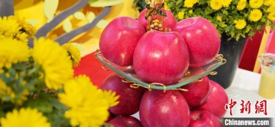 2021年10月15日，中國蘋果首屆產(chǎn)銷峰會暨甘肅平?jīng)龉焚Q(mào)易大會在平?jīng)鍪徐o寧縣開幕。(資料圖) 魏建軍 攝