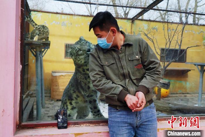 圖為雪豹“奶爸”史壽軍直播休息時(shí)與雪豹互動(dòng)?！●R銘言 攝