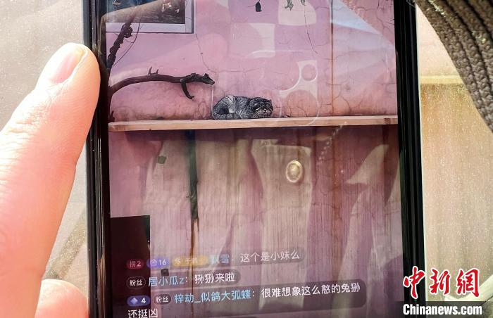 圖為雪豹“奶爸”史壽軍正在直播?！●R銘言 攝