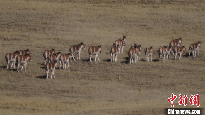 圖為草地上的西藏野驢?！“簿S斌 攝