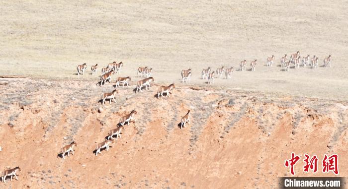 圖為西藏野驢奔跑在山間?！∥溲┓?攝