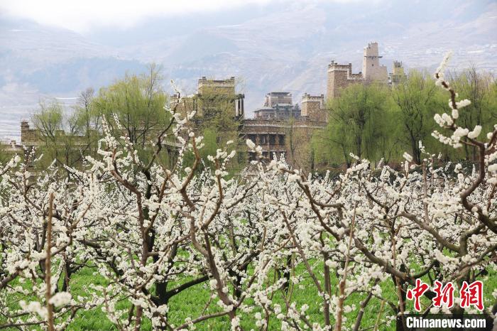 潔白的李花與村寨交相輝映，勾勒出一幅美麗的和諧生態(tài)畫卷。　何清海 攝