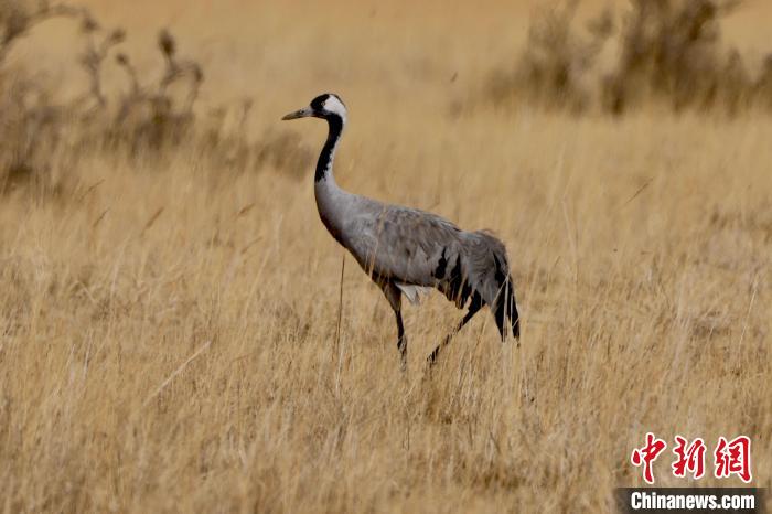圖為灰鶴在青海海西蒙古族藏族自治州都蘭縣巴隆地區(qū)“閑庭漫步”?！?松太加 攝