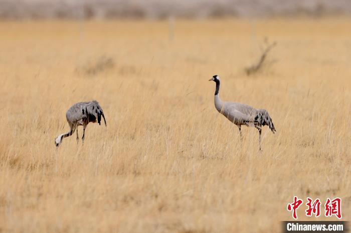 圖為灰鶴在青海海西蒙古族藏族自治州都蘭縣巴隆地區(qū)“閑庭漫步”?！?松太加 攝