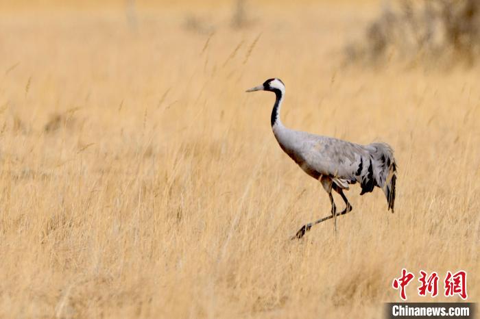 圖為灰鶴在青海海西蒙古族藏族自治州都蘭縣巴隆地區(qū)“閑庭漫步”?！?松太加 攝
