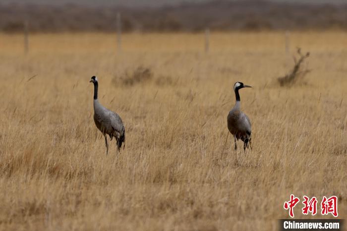 圖為灰鶴在青海海西蒙古族藏族自治州都蘭縣巴隆地區(qū)“閑庭漫步”。　 松太加 攝