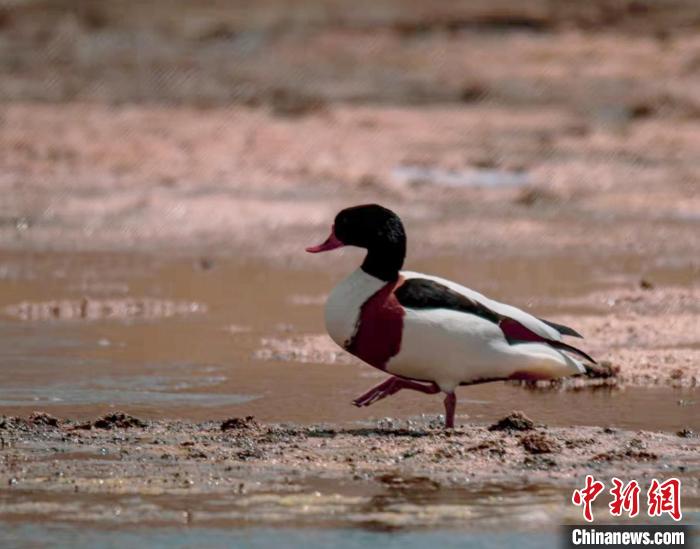 圖為翹鼻麻鴨?！」Π栽?攝