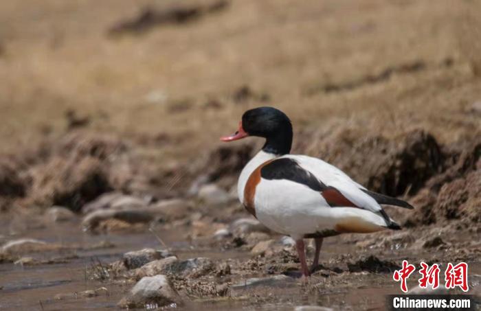 圖為翹鼻麻鴨。　功霸扎西 攝