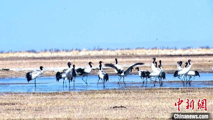 圖為成群的黑頸鶴“翩翩起舞”。　當(dāng)智 攝
