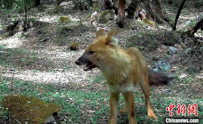 青?；ブ鄙搅謪^(qū)首次記錄到豺活動(dòng)影像