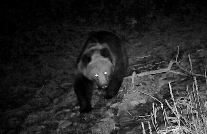 青?；ブ鄙?0年來首次發(fā)現(xiàn)棕熊活動軌跡