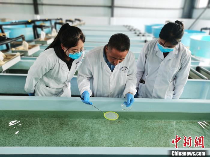 圖為工作人員檢查魚(yú)苗?！?zhí)砀?攝