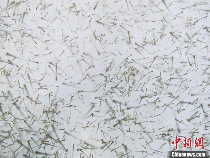 圖為魚(yú)苗?！?zhí)砀?攝