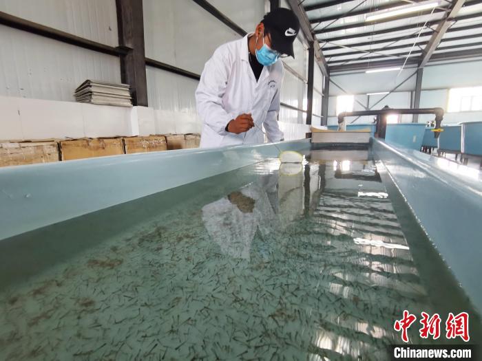 圖為工作人員檢查魚(yú)苗?！?zhí)砀?攝