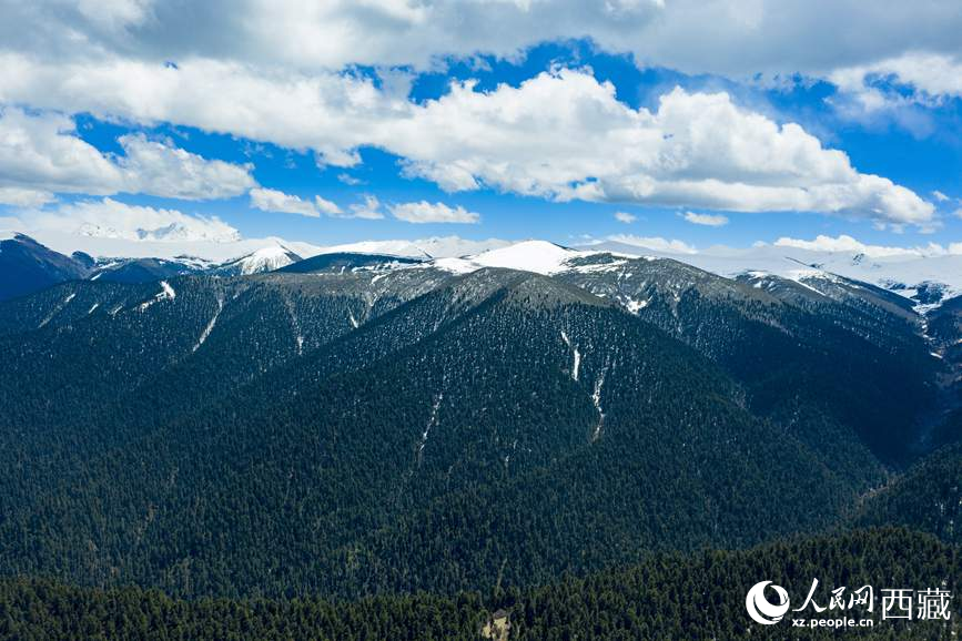 圖為在海拔4700多米的色季拉山，觀測(cè)從森林到草甸的多種植被類型。