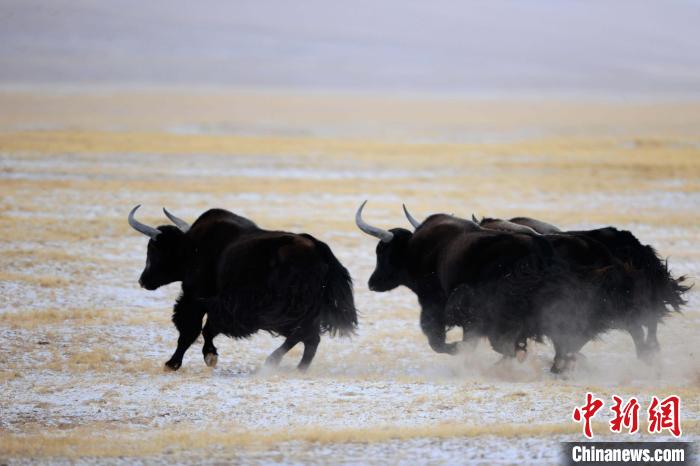 牦牛如何適應低氧環(huán)境？中科院團隊發(fā)現(xiàn)牦牛特有肺內(nèi)皮細胞起作用