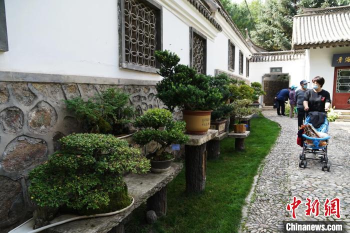 圖為市民在西寧園林植物園內(nèi)觀賞盆景。　馬銘言 攝
