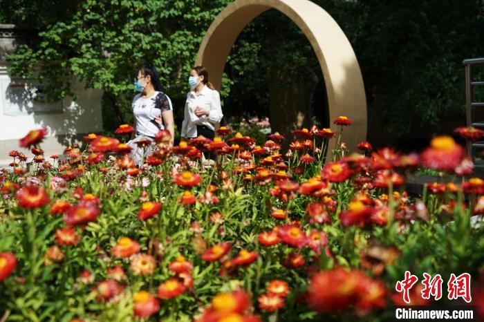 青海西寧:時(shí)令花卉別有韻味