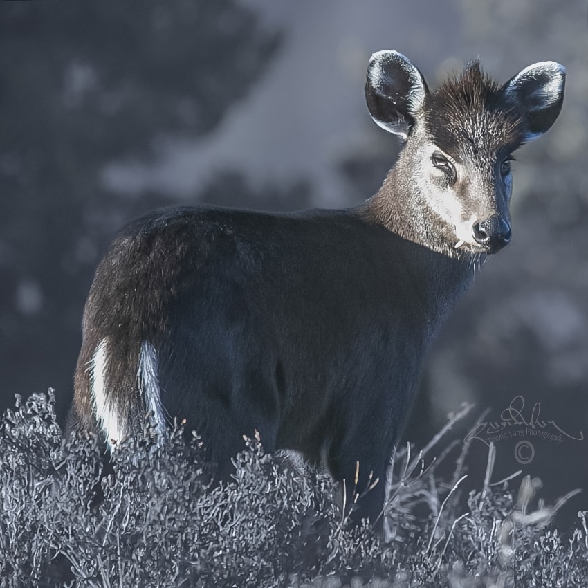 毛冠鹿。涼山州委宣傳部供圖