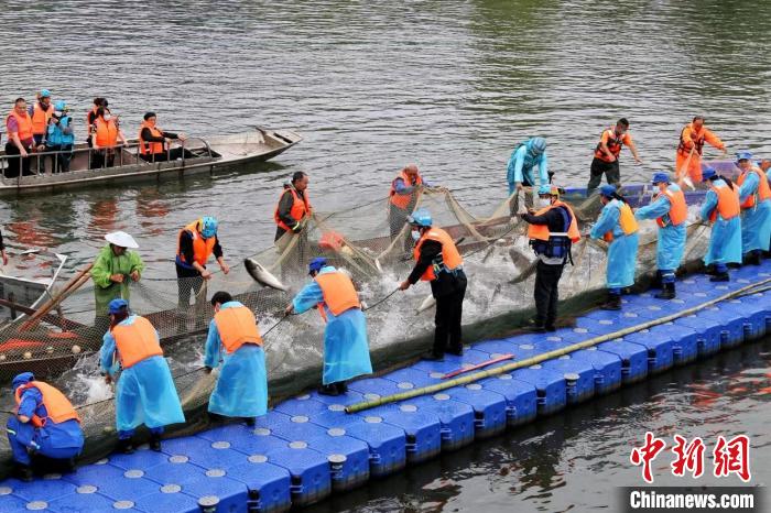捕撈現(xiàn)場。　主辦方供圖