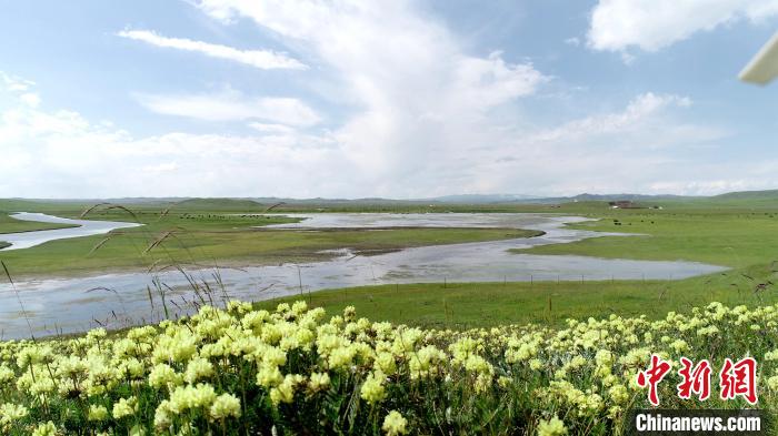 青海澤曲草原見聞：牛羊可“選美”，“生態(tài)畜牧”成招牌