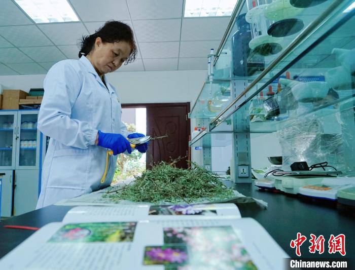 圖為張錦梅在實(shí)驗(yàn)室工作。　馬銘言 攝