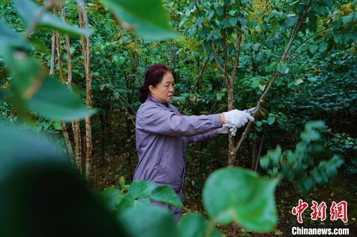 圖為張錦梅修剪丁香枝干。　馬銘言 攝