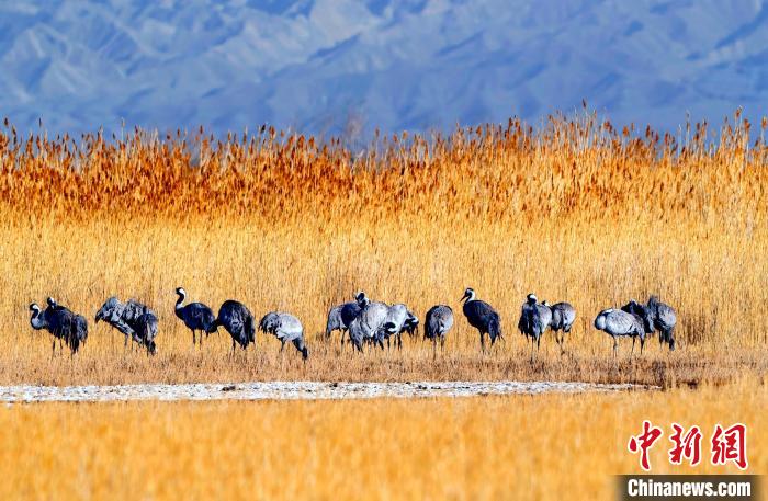 圖為可魯克湖野生水鳥(niǎo)覓食?！〉铝罟形麄鞑抗﹫D