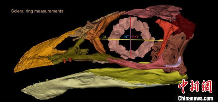 熱河鳥STM3-8化石標(biāo)本的鞏膜環(huán)復(fù)原及測量示意圖?！『?供圖