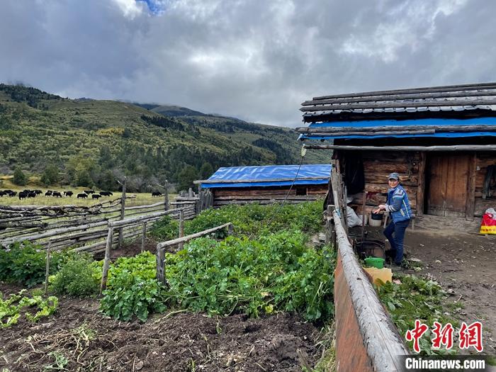 圖為9月27日牧民的牧屋和菜園子。 <a target='_blank' href='/'><p  align=