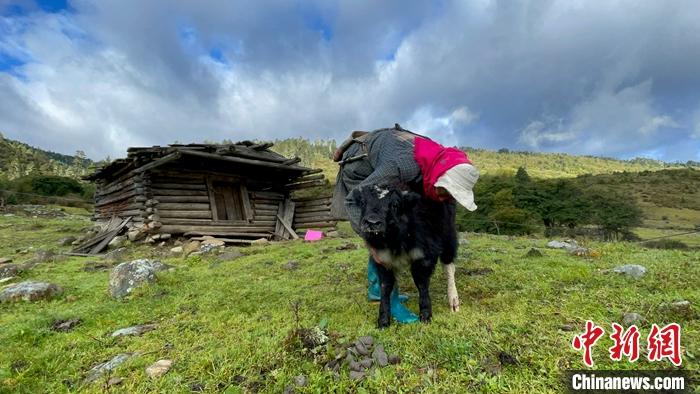 圖為9月27日牧民給小牦牛按摩。 <a target='_blank' href='/'><p  align=