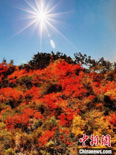 萬源市紅葉似火?！≈炱桨?攝