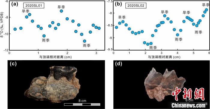 本次研究中的犀牛牙齒化石及氧同位素特征?！≈锌圃呵嗖馗咴?供圖