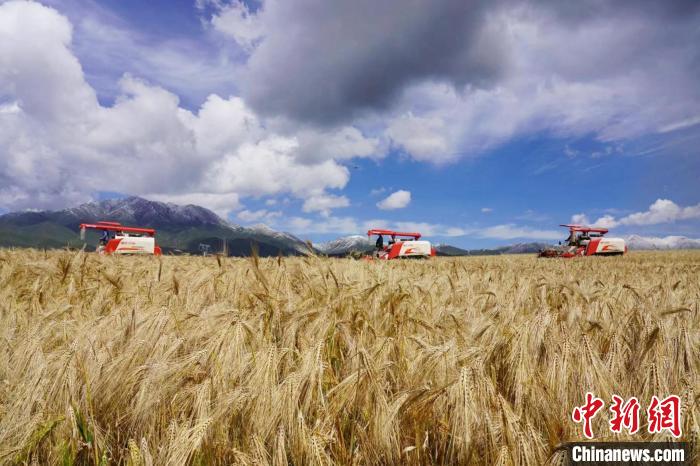 圖為青稞收獲?！±钣穹?攝