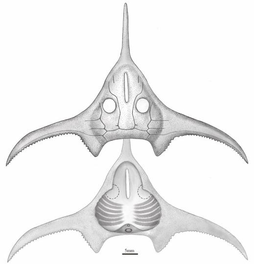 玉海翼角魚復原圖。　郭肖聰 繪圖 攝